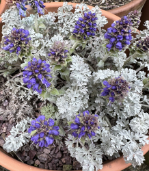 Veronica dissecta subsp. lanuginosa Veronica dissecta subsp. lanuginosa