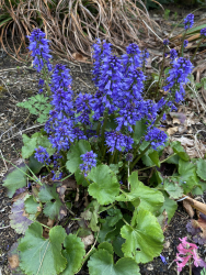 Veronica missurica Veronica missurica