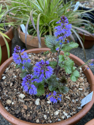 Veronica schizantha Veronica schizantha