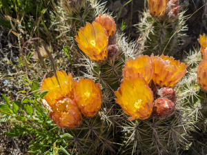 Austrocactus coxii