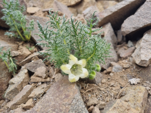 Caiophora coronata Caiophora coronata