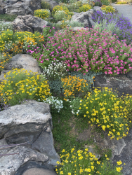 Summer bloom in the rock garden