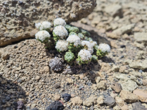 Whole plant of Nassauvia lagascae Whole plant of Nassauvia lagascae