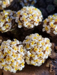 Close-up of Nassauvia lagascae Close-up of Nassauvia lagascae