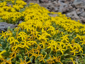 Oreopolus glacialis Oreopolus glacialis