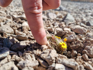 Whole plant of Oxalis compacta Whole plant of Oxalis compacta