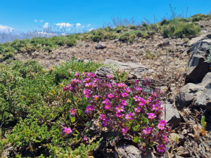 Oxalis squamata Oxalis squamata