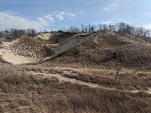 Grasslands in the Indiana Dunes