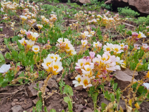 Tropaeolum sessilifolium Tropaeolum sessilifolium