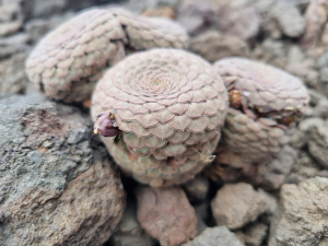 Viola atropurpurea Viola atropurpurea