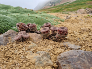 Viola atropurpurea Viola atropurpurea
