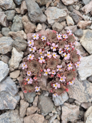 Viola philippii Viola philippii
