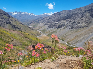 Alstroemeria ligtu subsp. splendens