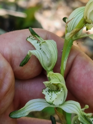 Chloraea heteroglossa