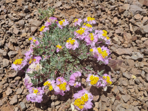 Cruckshanksia hymenodon