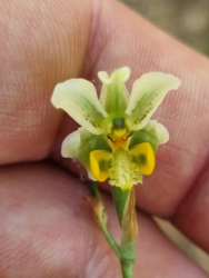 Gavilea glandulifera      