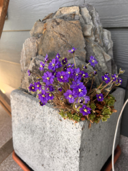 Hepatica nobilis Hepatica nobilis