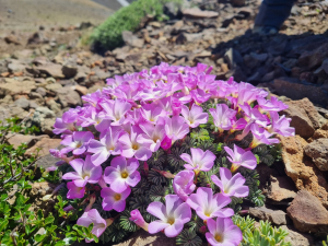 Oxalis adenophylla     