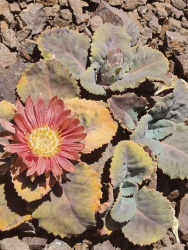 Pachylaena atriplicifolia     