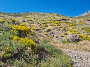Landscape of Paso Vergara