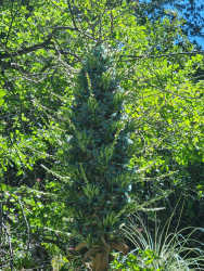 Puya alpestris 