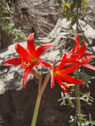 Rhodophiala (syn. Zephyranthes) splendens 