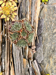 A top dressing of slate shards looks natural and secures plants in place. A top dressing of slate shards looks natural and secures plants in place.