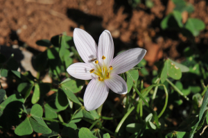 Colchicum cupanii