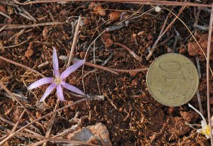 Colchicum pusillum