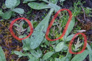 Castilleja miniata seedlings