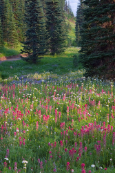 Castilleja parviflora var. oreopola at  Paradise, Mt. Rainier National Park, Washington