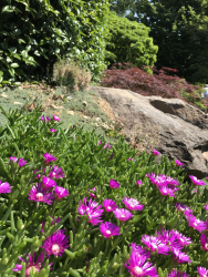 Delosperma cooperi Delosperma cooperi