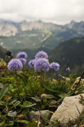 Globularia nudicaulis