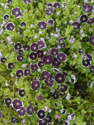 Nemophila ‘Penny Black’ with narrow white margins to the petals.