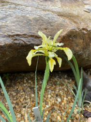 Iris pumila