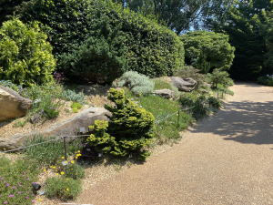 Views of the rock garden in July Views of the rock garden in July