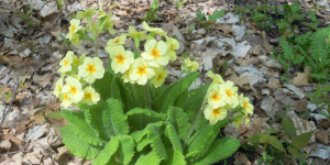 Primula elatior Primula elatior