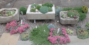 Troughs in Marlene Kobre’s collection of container plantings. Photo by Carol Eichler