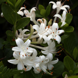 Rhododendron viscosum is one of the many beautiful, unusual plants to be found in the Sandhills. Rhododendron viscosum is one of the many beautiful, unusual plants to be found in the Sandhills.