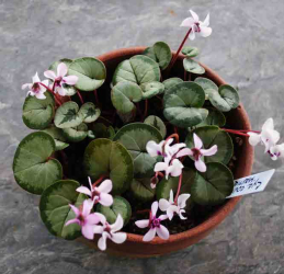 Cyclamen coum ready for the bulb class of a chapter flower show.