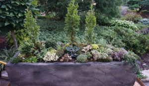 This beautiful trough recruited 15 new members in just two days. Photo by Betty Ann Addison. This beautiful trough recruited 15 new members in just two days. Photo by Betty Ann Addison.