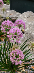 Allium ‘Millenium’ 