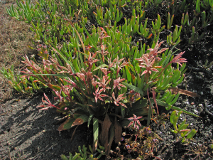 Images from Reginald Farrer’s The Rock Garden (1907) Images from Reginald Farrer’s The Rock Garden (1907)