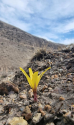 'Heart of Darkness' 'Heart of Darkness'