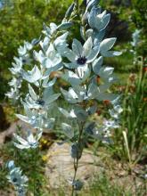 pale blue, small purple eye