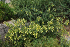 The oldest olive tree in the world