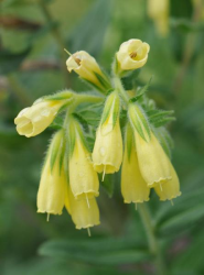 Church of the Domitian of the Virgin Mary