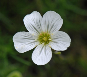 Mandragora autumnalis         