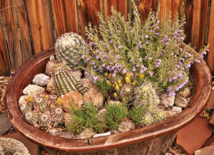 Trough with Penstemon linarioides and cacti, Gwen Moore’s garden Trough with Penstemon linarioides and cacti, Gwen Moore’s garden