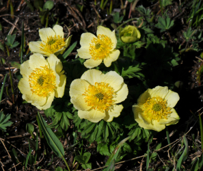 Ranunculus bullatus